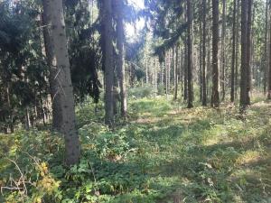 Prodej lesa, Meziměstí, 15962 m2
