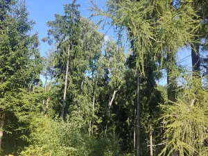 Prodej louky, Meziměstí, 15962 m2