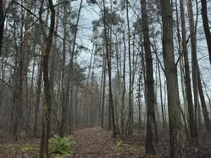 Prodej podílu lesa, Břehy, 4056 m2