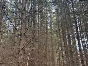 Prodej lesa, Předín, 6892 m2