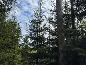Prodej lesa, Předín, 6892 m2