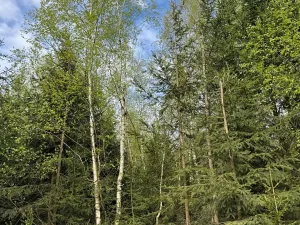 Prodej lesa, Předín, 6892 m2
