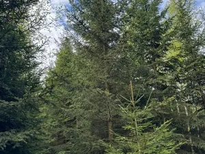 Prodej lesa, Předín, 6892 m2