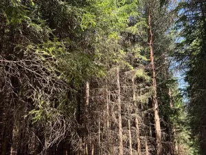 Prodej lesa, Ločenice, 28185 m2