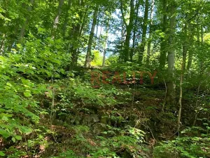 Prodej lesa, Třinec, 102140 m2
