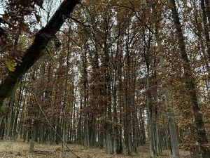 Prodej podílu pozemku, Dolní Lukavice, 43384 m2