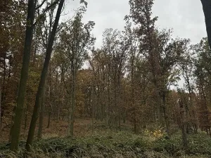 Prodej podílu pozemku, Dolní Lukavice, 43384 m2