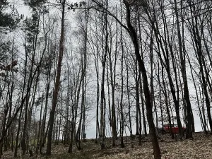 Prodej podílu lesa, Malá Skála, 3582 m2