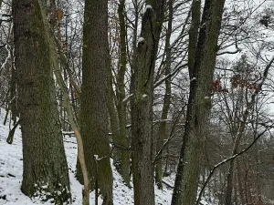 Prodej podílu lesa, Vysoká, 2782 m2