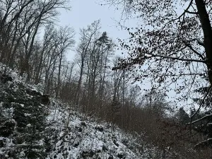 Prodej podílu lesa, Vysoká, 2782 m2