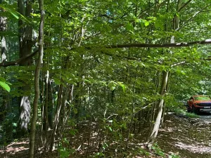 Prodej lesa, Krásná, 3677 m2