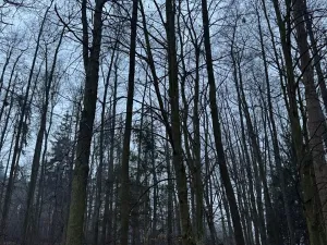 Prodej pozemku, Třebechovice pod Orebem, 14875 m2