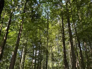 Prodej podílu lesa, Liberk, 5585 m2