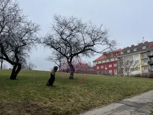 Pronájem obchodního prostoru, Praha - Žižkov, Jana Želivského, 53 m2