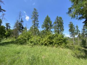 Prodej lesa, Kropáčova Vrutice - Sušno, 15167 m2