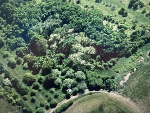 Prodej lesa, Drslavice, 295 m2