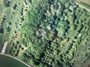 Prodej lesa, Drslavice, 295 m2