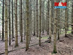 Prodej lesa, Borovnice, 38344 m2
