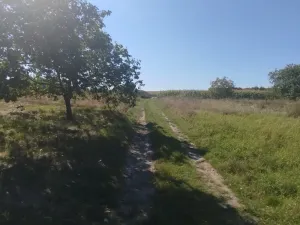 Prodej zahrady, Velké Pavlovice, 449 m2