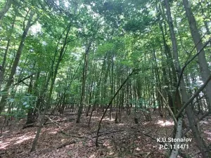 Prodej lesa, Stonařov, 4391 m2