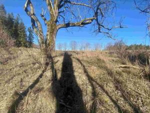 Prodej pozemku, Čachrov - Javorná, 12768 m2