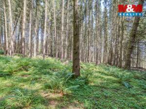 Prodej lesa, Močerady - Nové Dvory, 6098 m2