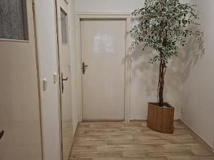 Pronájem bytu 2+kk, Olomouc, Březinova, 68 m2
