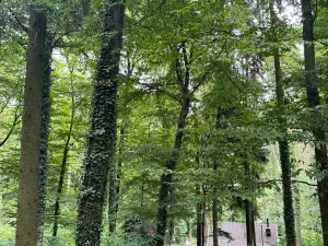 Prodej lesa, Krňany, 11304 m2