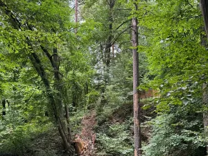 Prodej lesa, Krňany, 11304 m2