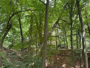 Prodej lesa, Krňany, 11304 m2