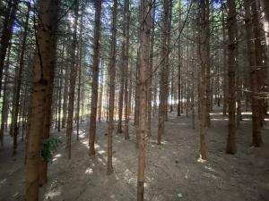 Prodej lesa, Lánov - Horní Lánov, 12297 m2