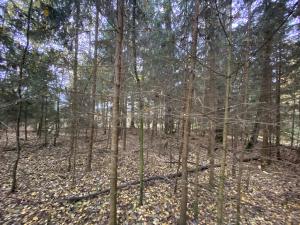 Prodej lesa, Srbice - Těšovice, 2923 m2