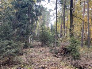 Prodej lesa, Srbice - Těšovice, 2923 m2