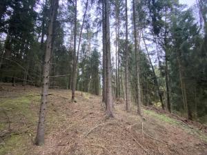 Prodej lesa, Srbice - Těšovice, 3279 m2