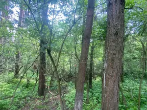 Dražba lesa, Slavičky, 6551 m2