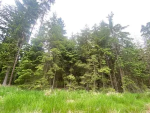 Dražba lesa, Blížejov, 3197 m2