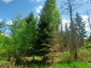 Prodej podílu lesa, Dolní Cerekev, 11817 m2