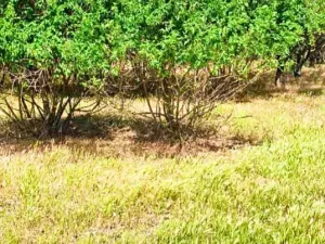 Prodej rodinného domu, Mogilishte, Bulharsko, 170 m2