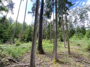 Prodej lesa, Blížejov - Lštění, 4152 m2