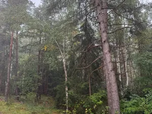 Prodej lesa, Zábrdí, 9676 m2