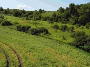 Prodej pole, Bučovice, 3134 m2