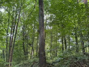 Prodej podílu lesa, Staříč, 16254 m2