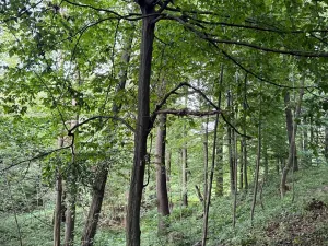 Prodej podílu lesa, Staříč, 16254 m2