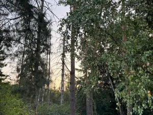 Prodej lesa, Horní Bukovina, 2690 m2