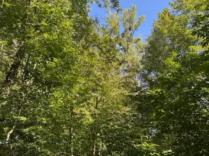 Prodej lesa, Ostrava, 4400 m2