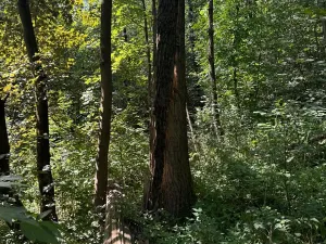 Prodej lesa, Ostrava, 4400 m2