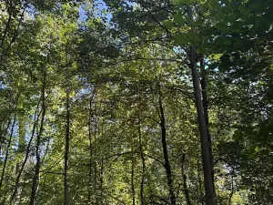 Prodej lesa, Ostrava, 4400 m2