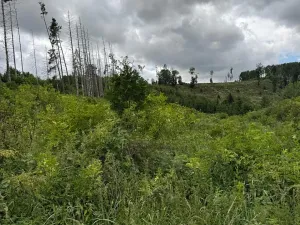 Prodej lesa, Brtnice, 14739 m2