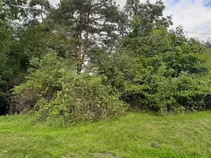 Prodej lesa, Mostkovice, 576 m2