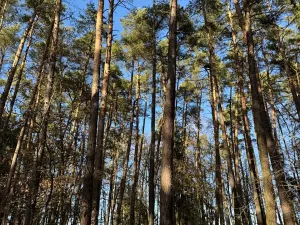 Prodej pozemku, Slabčice, 9236 m2